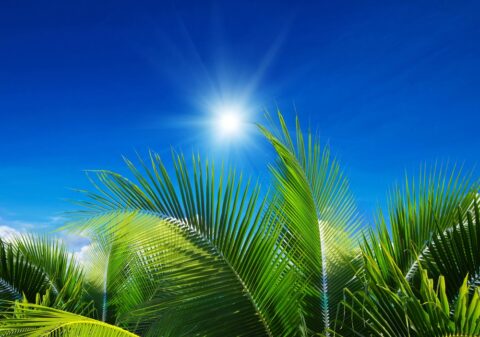 palm trees and blue sky