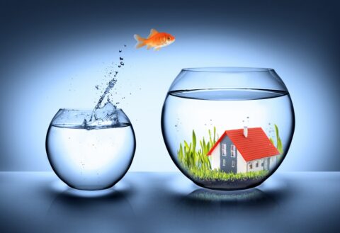 Fish jumping between bowls