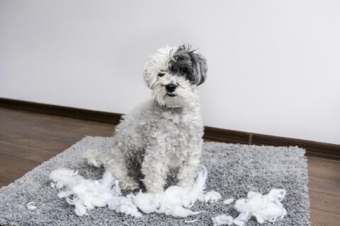 Dog ripping up pillow