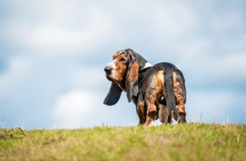 Dog looking back