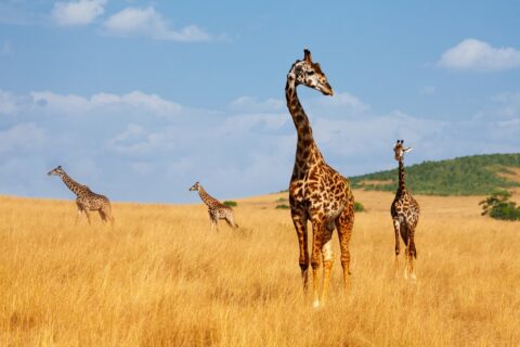herd of giraffes