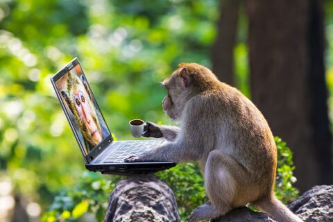 Monkey on a laptop
