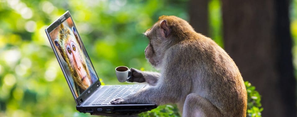Monkey on a laptop