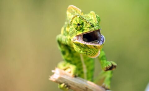 Chamelion