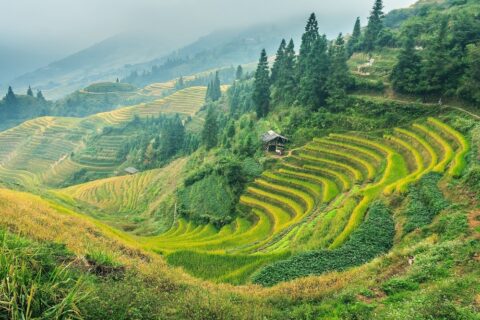 Chinese rice fields