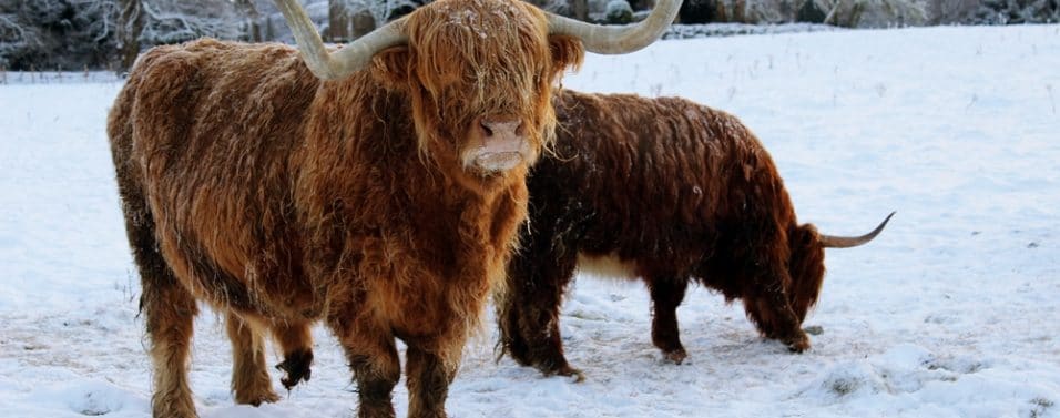 Highland cow