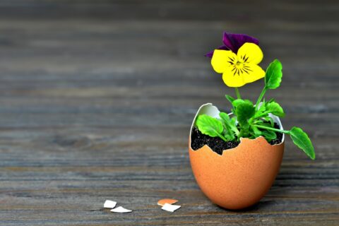 Spring flowers in egg shell