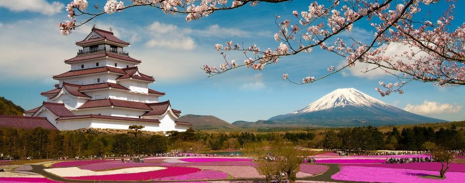 Japan temple cherry blossom
