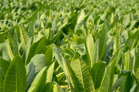 Tobacco leaves