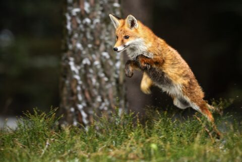 jumping fox
