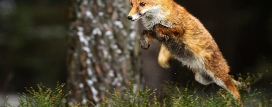 jumping fox