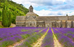 Rows of lavender flowers