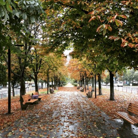 Autumn path