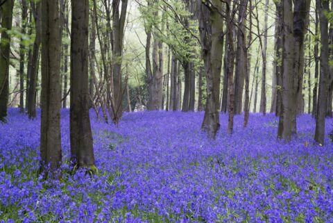 Bluebells in field