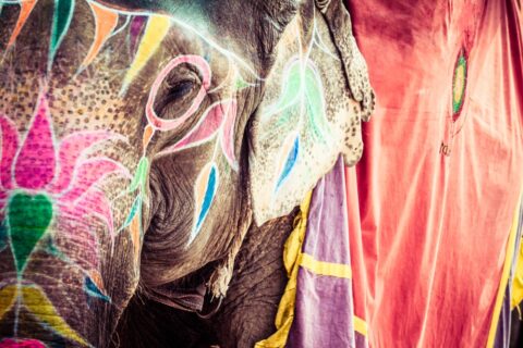 India elephant