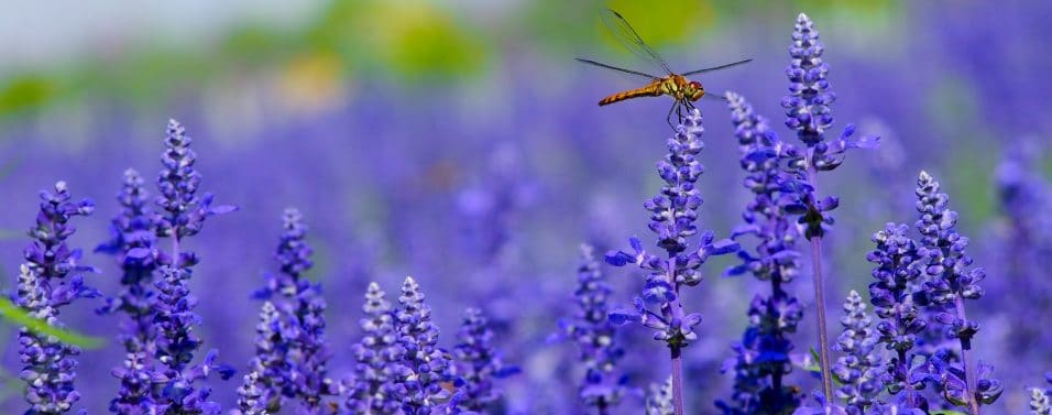 close up lavender with dragonfly