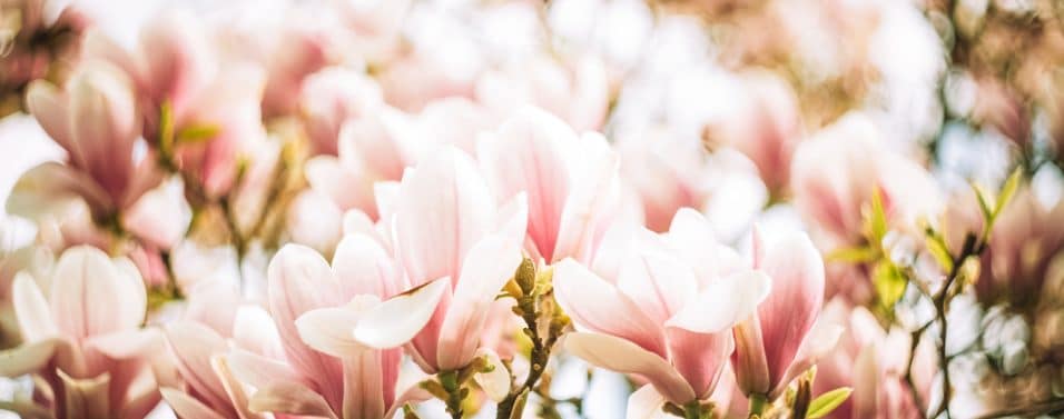 Magnolia flowers in warm glow