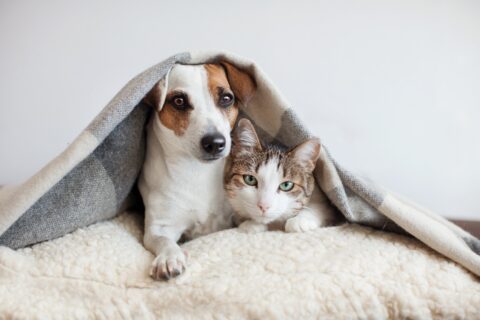 Dog and cat together under blanket