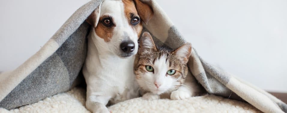 Dog and cat together under blanket