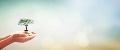 Investment and fund concept: Human hands holding stacks of golden coins and growth tree on blurred nature sunset background