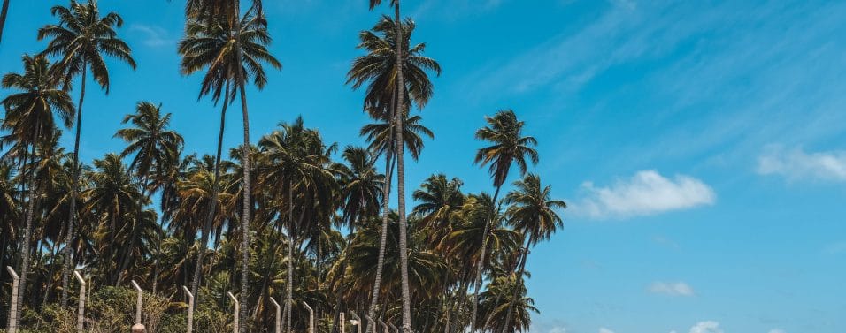 coconut trees beach blue skies