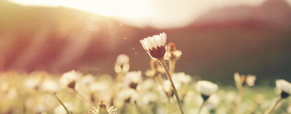 flowers with sun glare