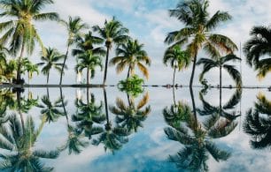 Palm trees reflected on water