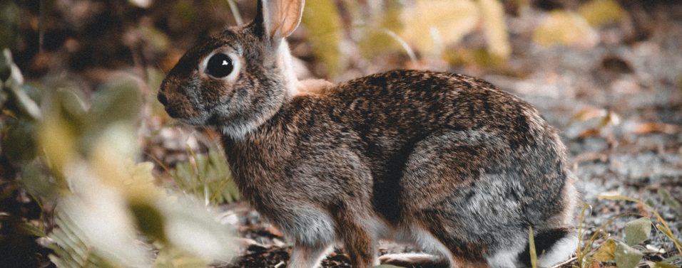 a rabbit in daytime on a brown path