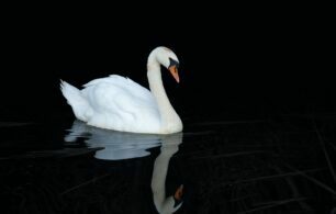 a beautiful swan grows from an ugly duckling