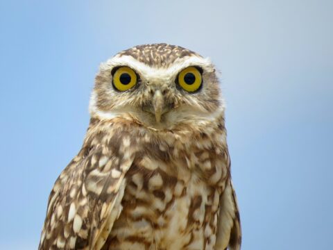 an owl keeping a close eye on it's prey