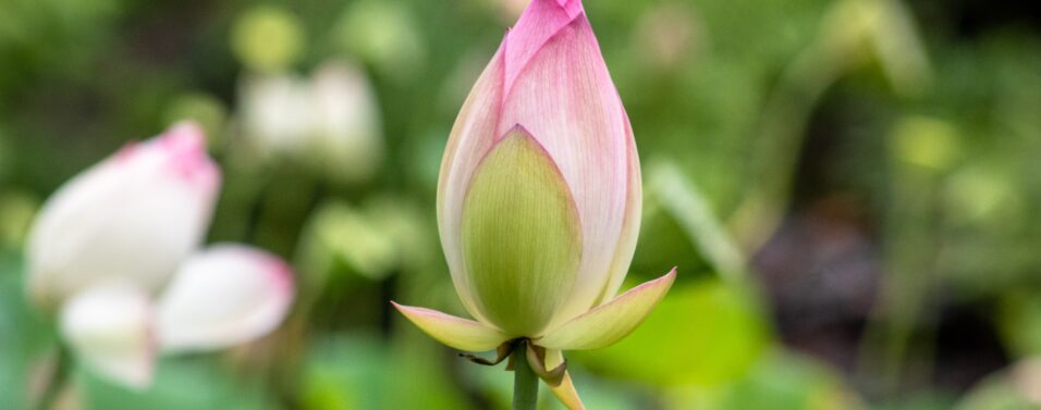 a lotus flower bud about to grow into a flower