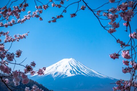 Mt Fuji in a blue sky surrounded by Japanese blossom