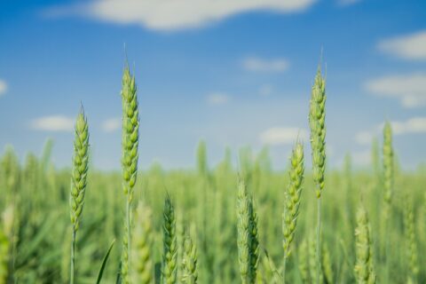 green wheat growing strongly in a field against a blue sky