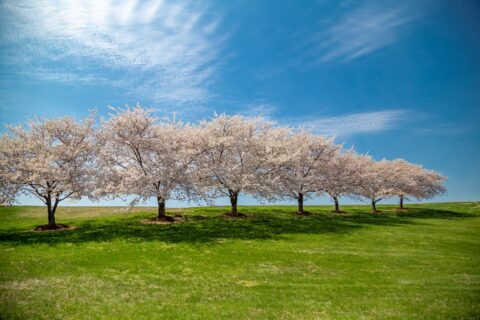 spring time cherry blossom trees against a blue sky