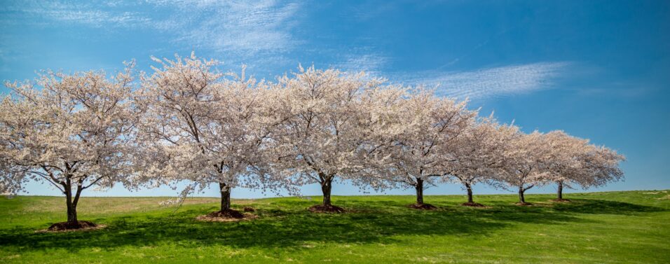 spring time cherry blossom trees against a blue sky