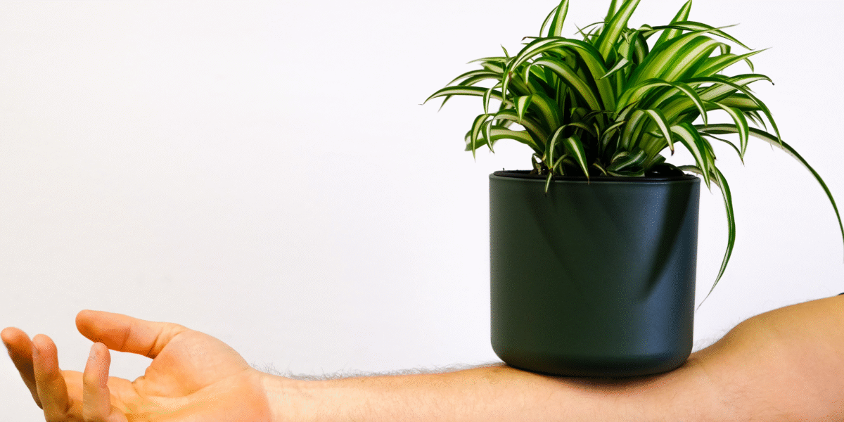 a human arm balancing a plant pot and plant on it