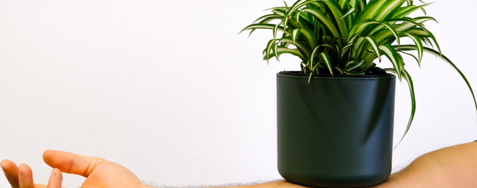 a human arm balancing a plant pot and plant on it
