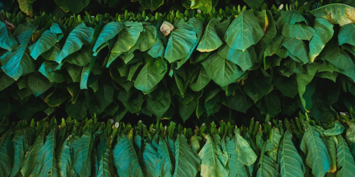 is tobacco leaf good for health control, a 'major component' of environmental protection efforts UN official Green Tobacco Sickness - Overview