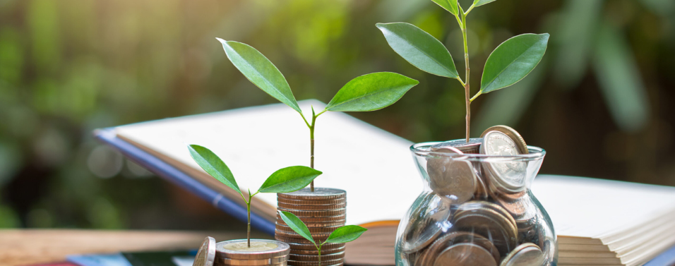 Plant money coins saving growth up to profit interest for concept investment mutual fund finance and business