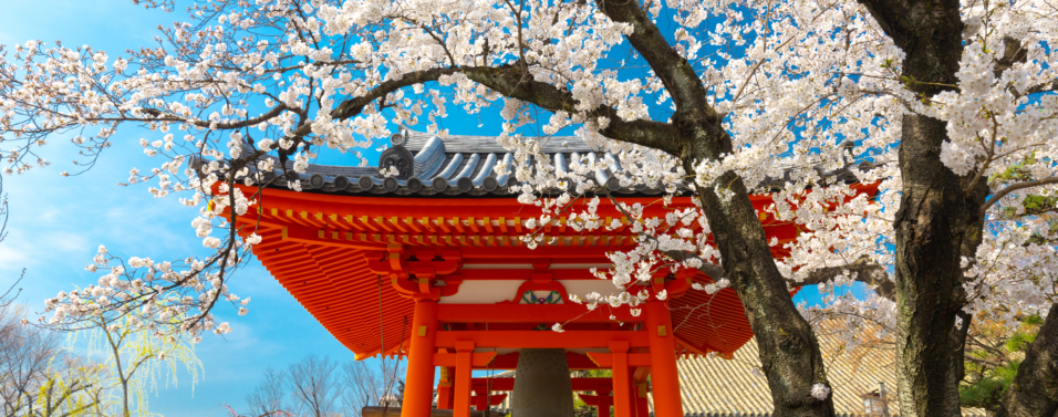 Japanese blossom in front of a Japanese Temple gate